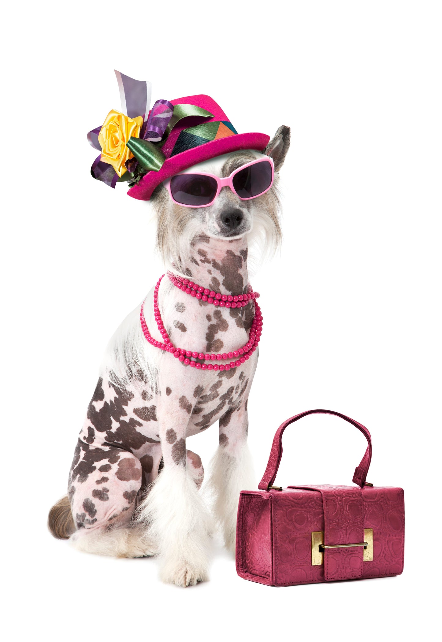 Pawsh™ Fragrances for Dogs and Cats Fresh Scent